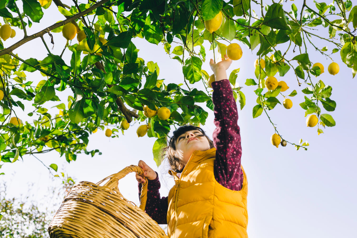 Fruit Picking in Hartola: A Seasonal Guide for Visitors